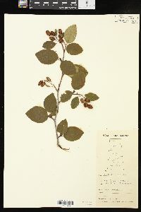 Alnus crispa image