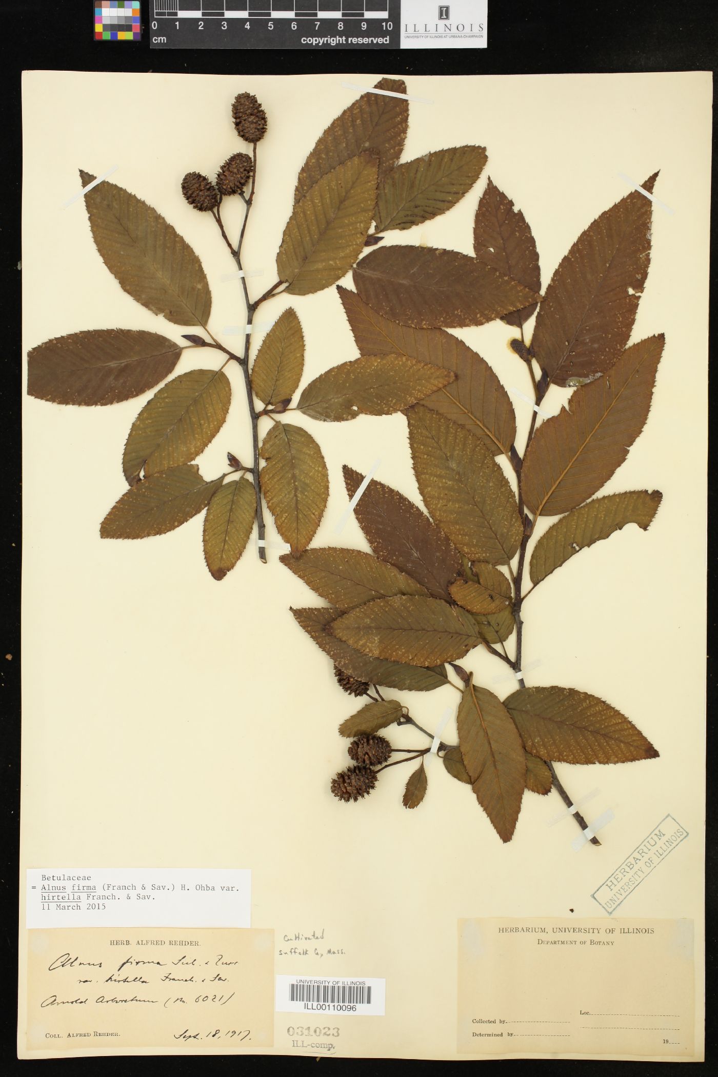 Alnus firma image