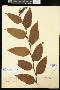 Image of Alnus firma