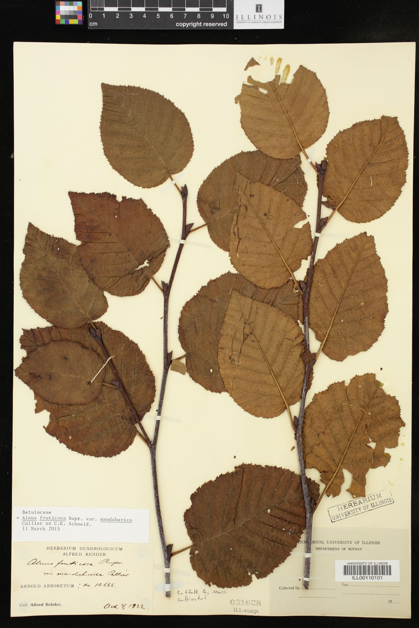 Alnus mandshurica image