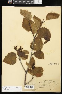 Alnus alnobetula image