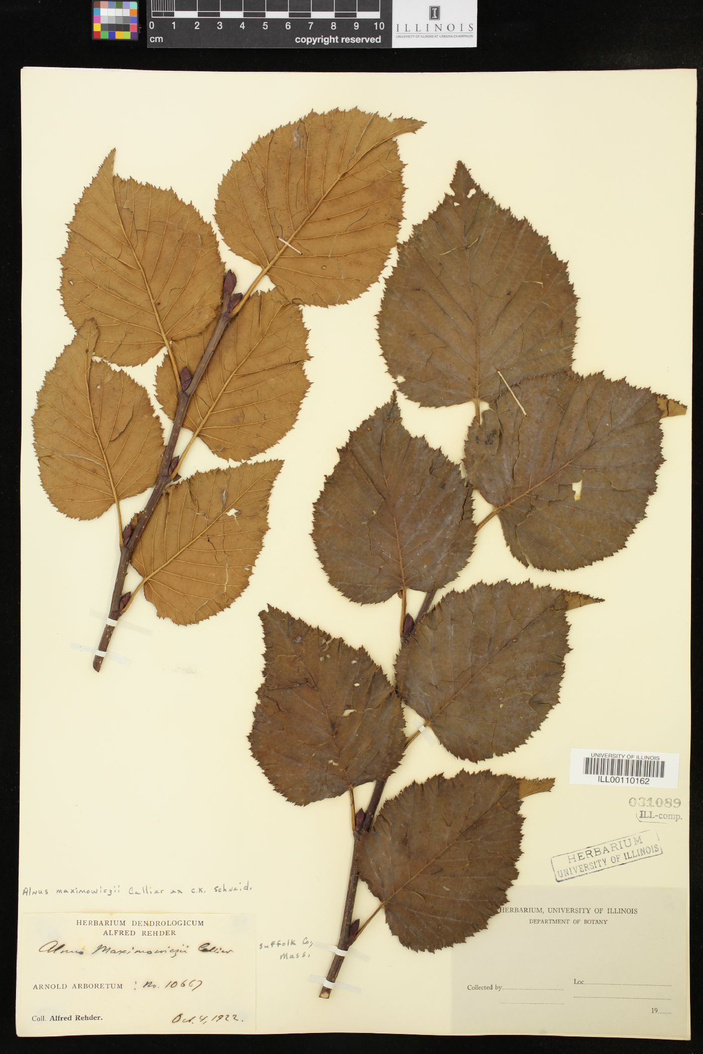 Alnus maximowiczii image