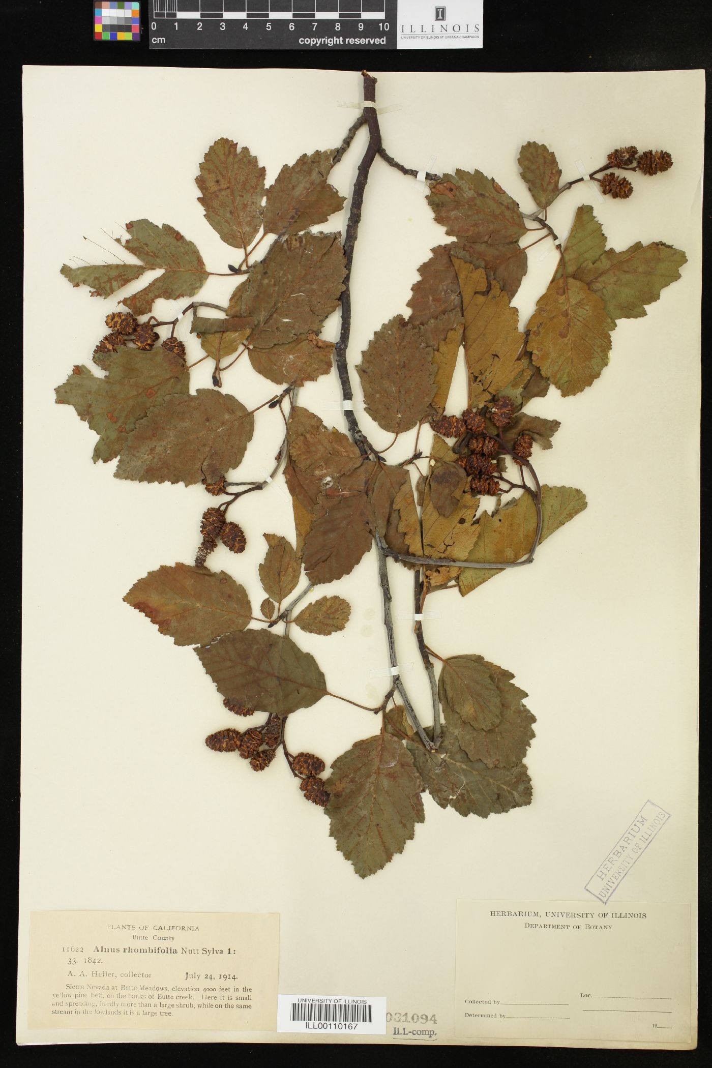 Alnus rhombifolia image