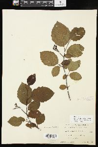 Alnus incana subsp. rugosa image