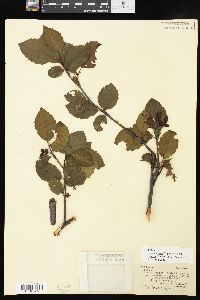 Alnus incana subsp. rugosa image