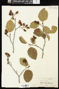 Alnus incana subsp. tenuifolia image