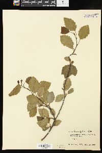 Alnus incana subsp. tenuifolia image