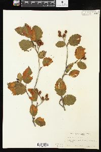 Alnus incana subsp. tenuifolia image