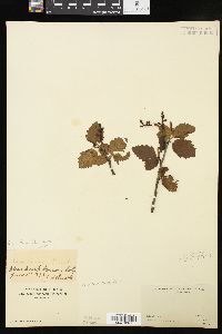 Alnus incana subsp. tenuifolia image