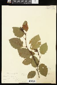 Alnus incana subsp. tenuifolia image