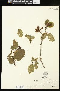 Alnus incana subsp. tenuifolia image