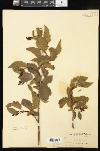 Alnus incana subsp. tenuifolia image