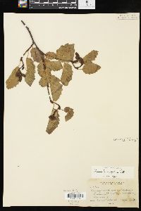 Alnus incana subsp. tenuifolia image