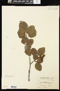 Alnus incana subsp. tenuifolia image