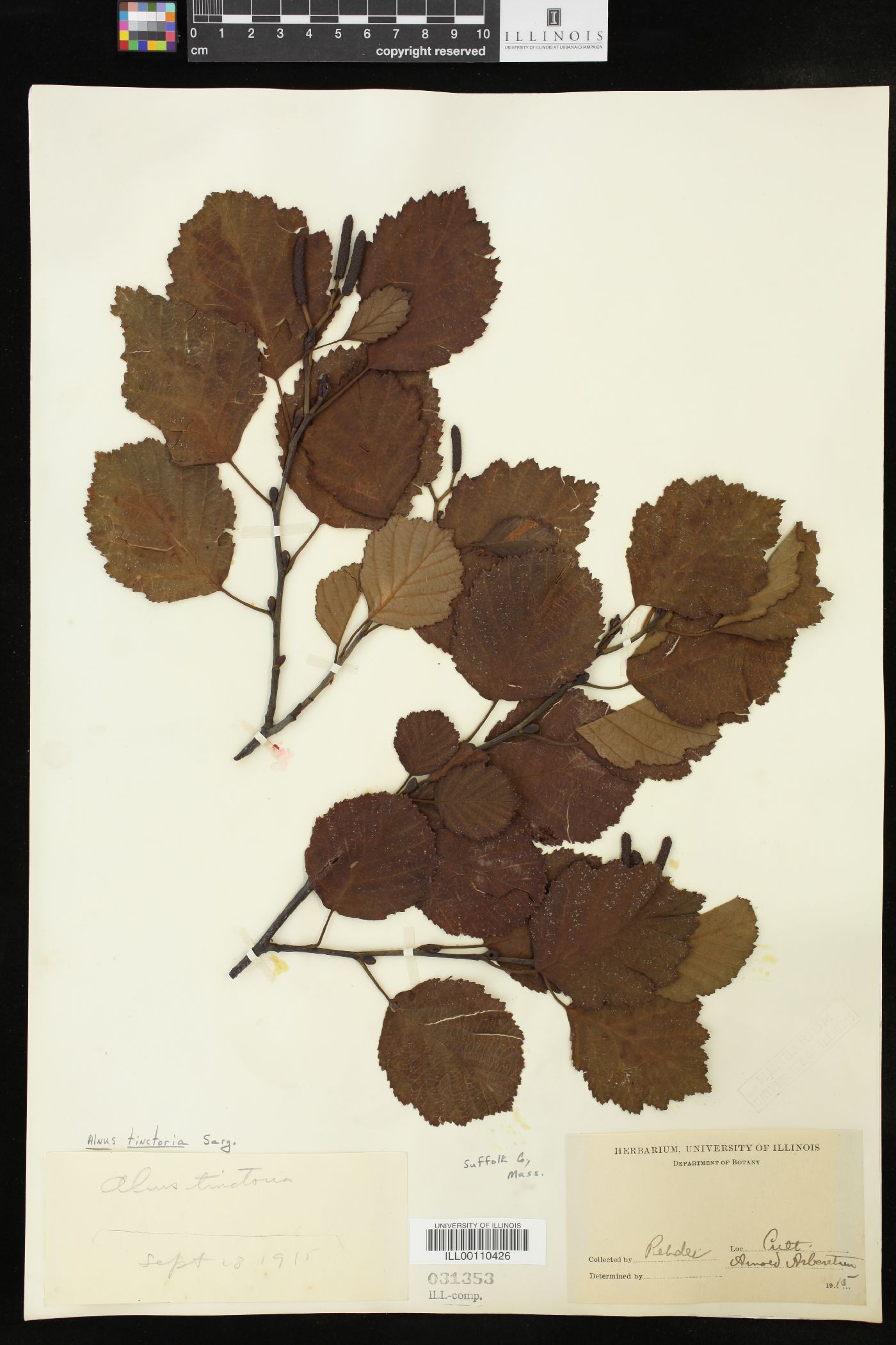 Alnus hirsuta image