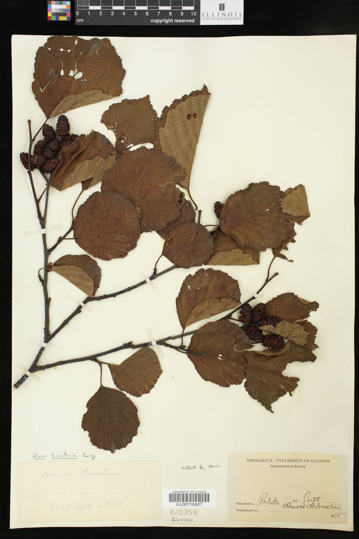 Alnus hirsuta image