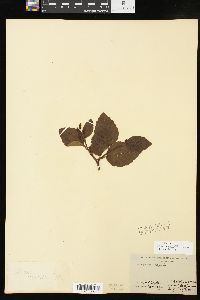 Alnus viridis image