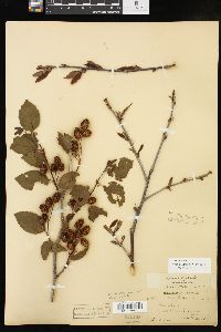 Alnus viridis image