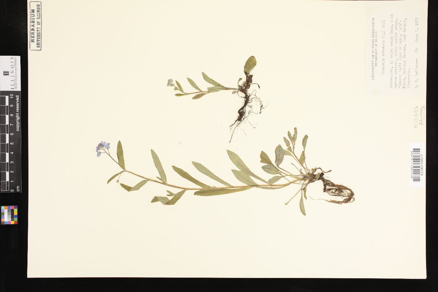 Myosotis arvensis image