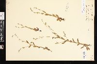 Myosotis macrosperma image