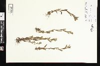 Myosotis verna image