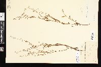 Myosotis verna image