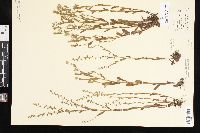 Myosotis verna image