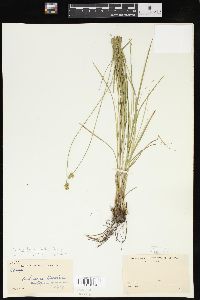 Carex leavenworthii image