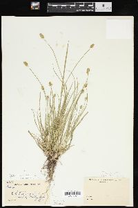 Carex leavenworthii image