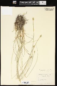 Carex leavenworthii image