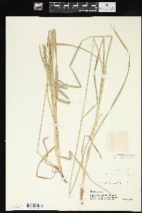 Carex conjuncta image