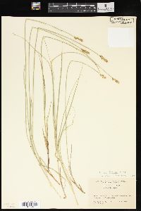 Carex foenea image