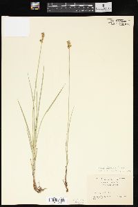 Carex foenea image