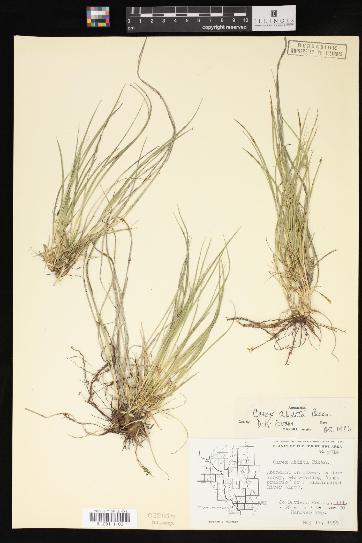 Carex abdita image