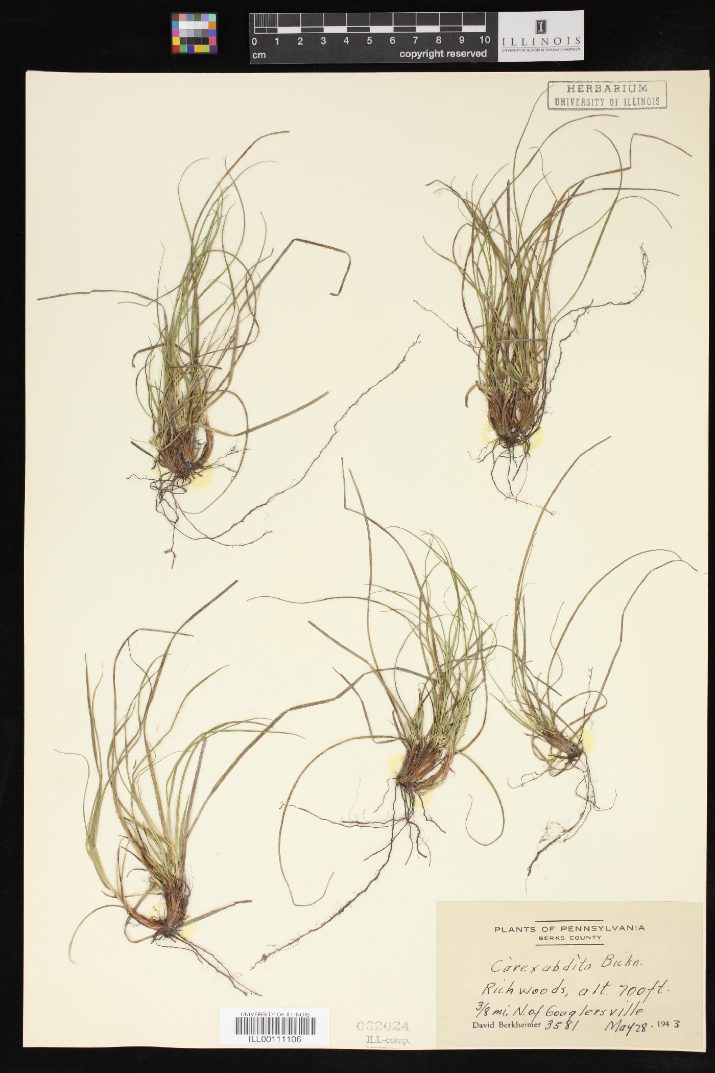 Carex abdita image