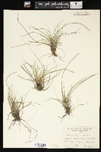 Carex abdita image