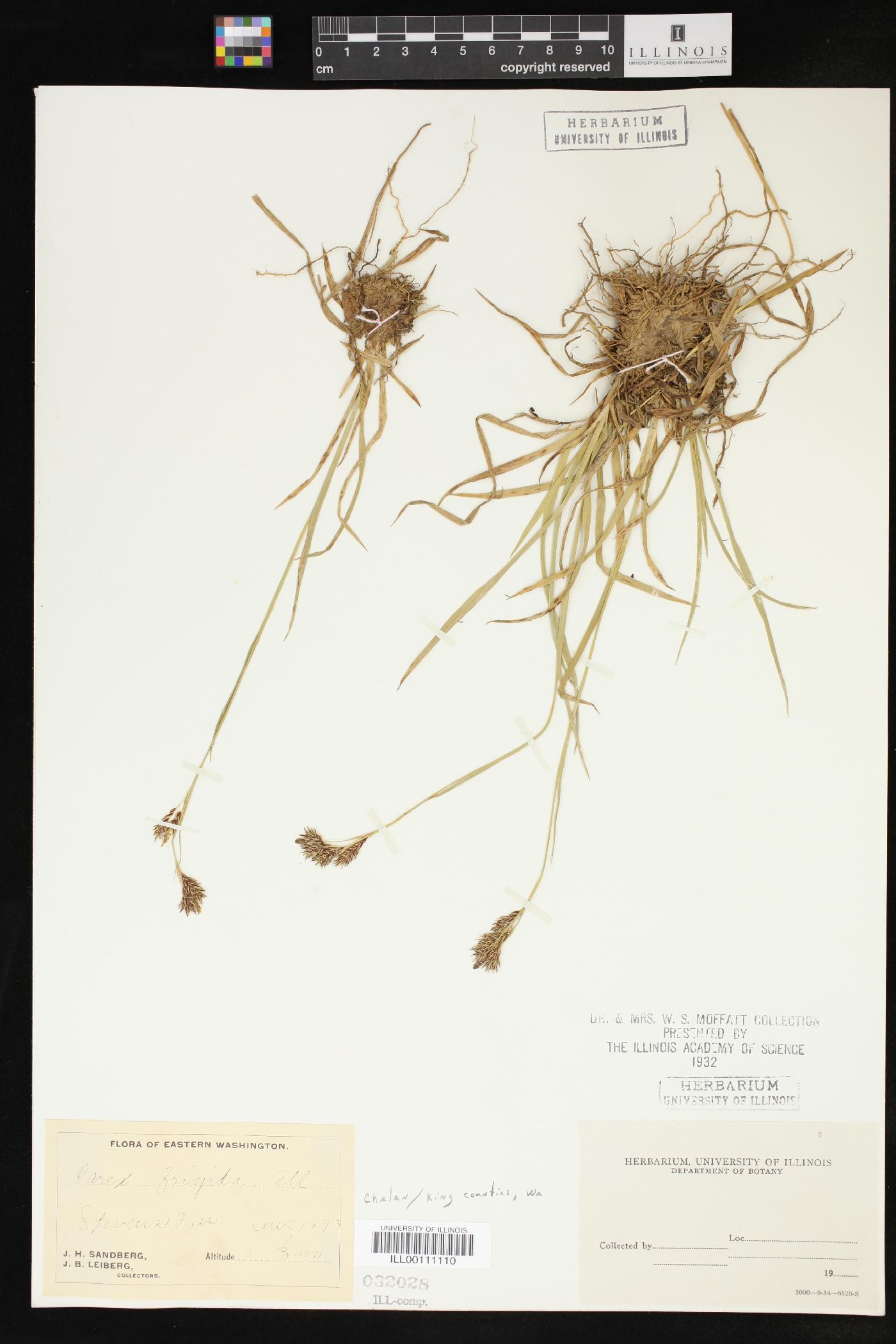 Carex ablata image