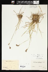 Carex ablata image