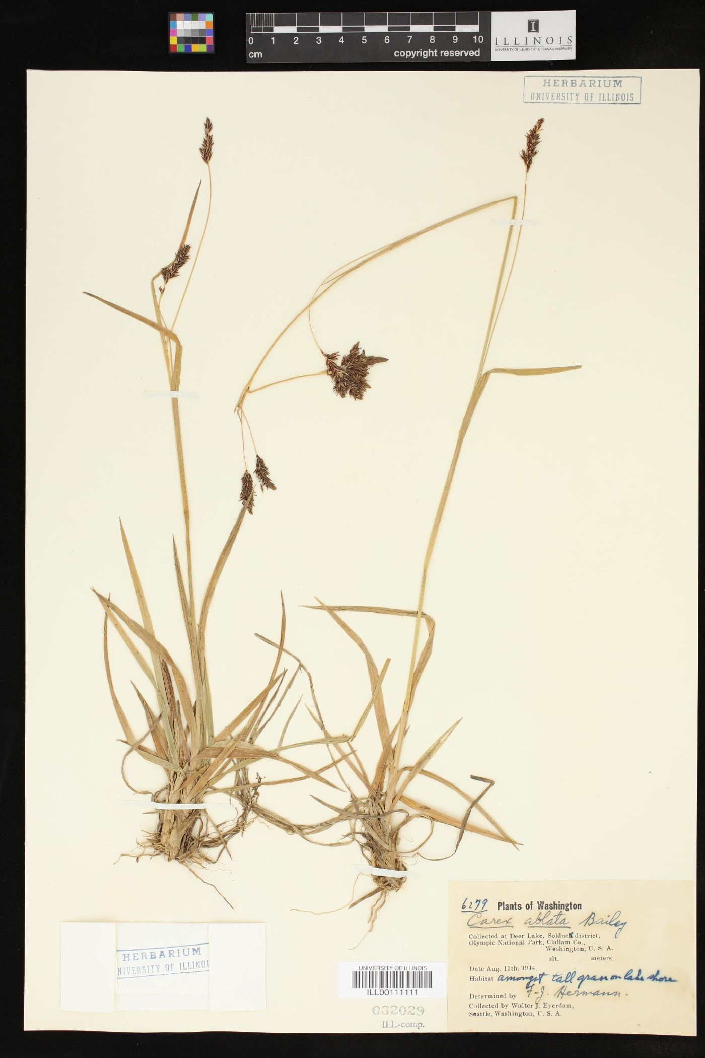 Carex ablata image
