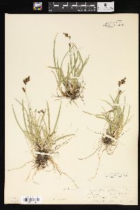 Carex ablata image