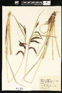 Carex abrupta image