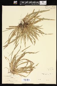 Carex abscondita image