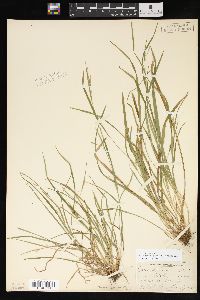 Carex abscondita image