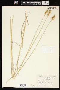 Carex adusta image