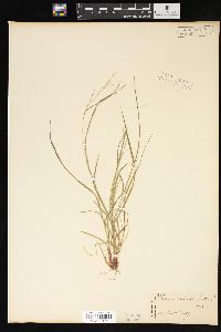 Carex aestivalis image