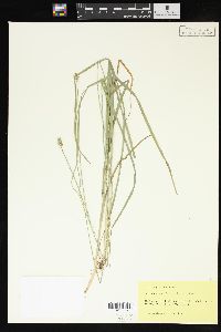 Carex aggregata image