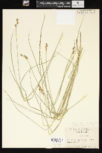 Carex suberecta image