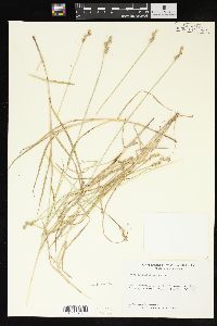 Carex albolutescens image