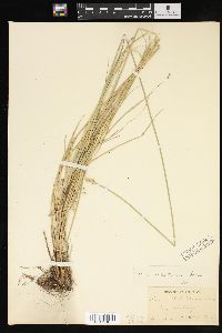 Carex albolutescens image