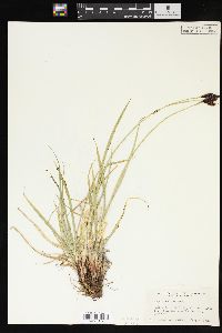 Carex albonigra image